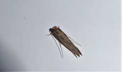 Tinea pallescentella