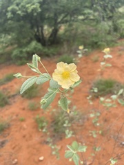 Sida ovata