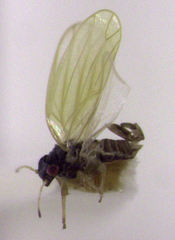 Ctenarytaina fuchsiae