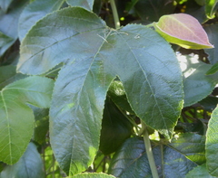 Passiflora tarapotina