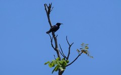 Cinnyris bifasciatus microrhynchus