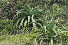 Aloe thraskii