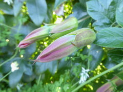 Passiflora tarapotina