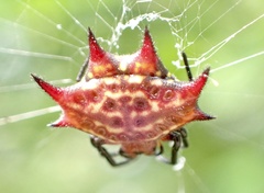 Gasteracantha curvispina