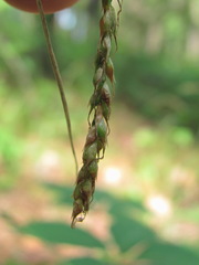 Carex hypaneura