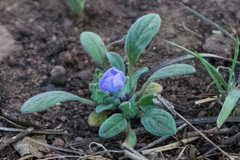 Phacelia curvipes