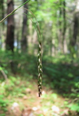 Carex hypaneura