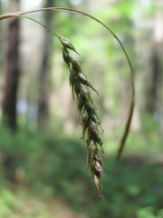 Carex hypaneura