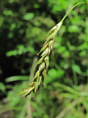 Carex hypaneura