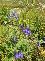 Aconitum nasutum