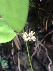 Hoya carnosa