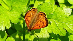 Lycaena edna