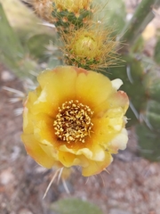 Opuntia velutina