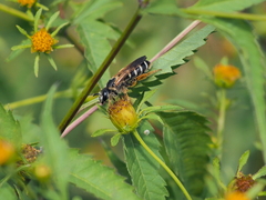 Halictus sexcinctus
