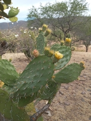 Opuntia velutina