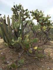 Opuntia velutina