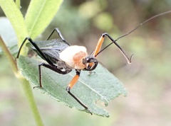 Rhynocoris nitidulus