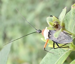 Rhynocoris nitidulus