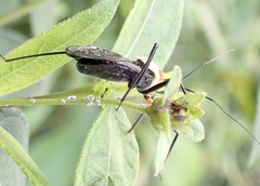 Rhynocoris nitidulus
