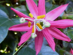 Passiflora tarapotina