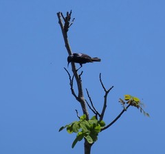 Cinnyris bifasciatus microrhynchus