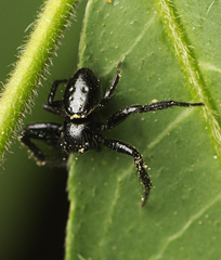 Xysticus bimaculatus