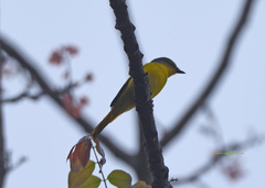 Pericrocotus speciosus