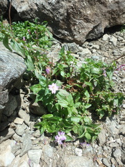 Epilobium algidum