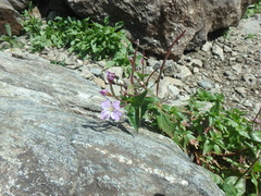Epilobium algidum