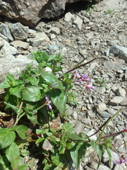 Epilobium algidum