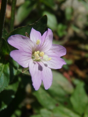 Epilobium algidum