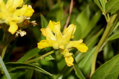Pearsonia cajanifolia