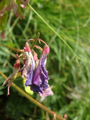 Hedysarum caucasicum