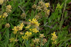 Pearsonia cajanifolia