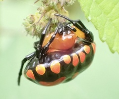 Paraplectana thorntoni