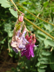 Hedysarum caucasicum