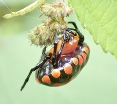 Paraplectana thorntoni