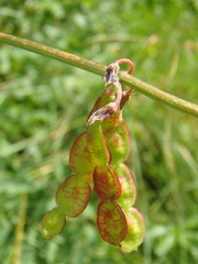 Hedysarum caucasicum