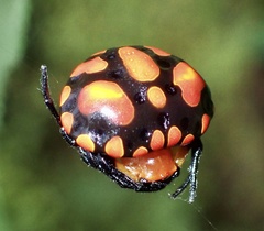 Paraplectana thorntoni