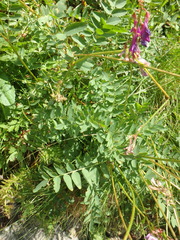 Hedysarum caucasicum