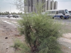Tamarix aucheriana