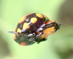 Paraplectana thorntoni