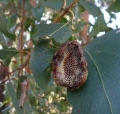 Apiomorpha spinifer