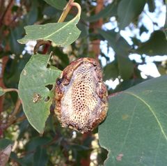 Apiomorpha spinifer