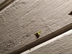 Synchlora cupedinaria