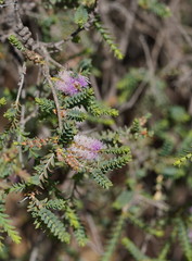 Melaleuca decussata