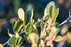 Cercocarpus betuloides betuloides
