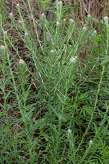 Pseudognaphalium oligandrum