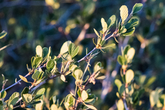 Cercocarpus betuloides betuloides