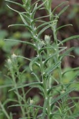 Pseudognaphalium oligandrum